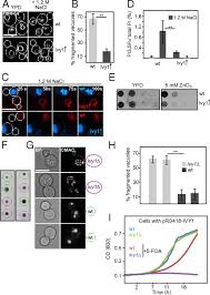 A major storage space in the centre of the cell with many functions (including digestive,storage and helps maintain cell rigidity). Control Of Vacuole Membrane Homeostasis By A Resident Pi 3 5 Kinase Inhibitor Pnas