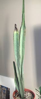 I have a 35 year old cactus, approximately 18 inches tall. Cactus Is Turning Black Help Bbc Gardeners World Magazine