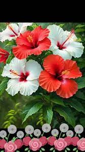 Imágenes Hermosas de Flores para Compartir | TikTok