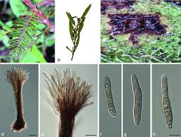 Image result for Adenolobus pechuelii