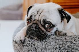 We did not find results for: Pet First Aid And Handling Injured Animals Petprofessional
