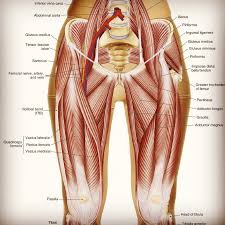 In human anatomy, the muscles of the hip joint are those muscles that cause movement in the hip. Hip Flexor Muscles The Art And Science Of Kinesiology Facebook