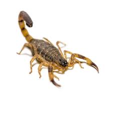 The bark scorpion, which is common in this area, has venom that causes symptoms like fast breaths, high blood pressure, a racing heart, weakness, and muscle twitches. 1 979 Scorpion Sting Photos Free Royalty Free Stock Photos From Dreamstime