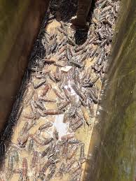 Kita pisahkan dari kolam semen khusus indukan dewasa, yang mengandung telur. Jenis Jenis Pakan Lobster Air Tawar Terbaik Untuk Usaha Alam Ikan