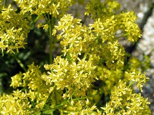 woad flowers