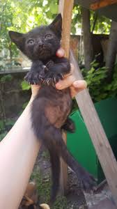 2 Aylik Erkek Yavru Sakarya Bombay Kedisi Kedi Sahiplendirme