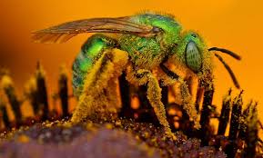 Mutualism is a common type of ecological interaction. Datei Iridescent Green Sweat Bee1 Jpg Wikipedia