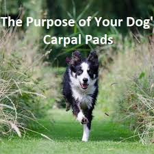 This dog joint protector only supports the carpal joint (wrist or carpus) of the carpal splint will support the wrist or carpus only and does not extend under the foot or paw of the animal. What S The Purpose Of Your Dog S Carpal Pads Pethelpful