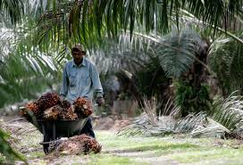 One of the largest oil palm and rubber plantation companies in malaysia. Can Only Western Buyers Afford Sustainable Palm Oil