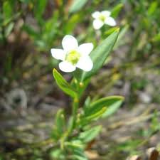 Image result for Montinia