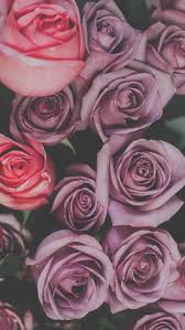 2196 rose hd wallpapers and background images. Rose Wallpaper Kolpaper Awesome Free Hd Wallpapers