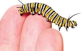 Genuine caterpillar apparel, footwear/shoes/boots, toys, scale models, accessories, and more. Traffic Noise Makes Caterpillars Hearts Beat Faster Scientific American