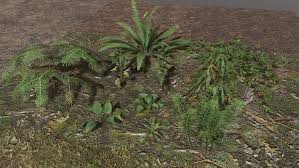 Image result for Blechnaceae