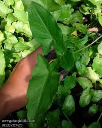 Jual Keladi Tikus 082332224620 Gudang Bibitku