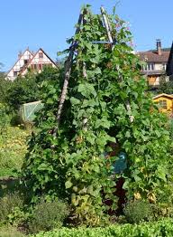 Ein Bohnentipi Entsteht Garten Gartendesign Ideen Und Biogarten
