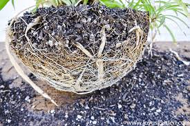 Rootlets bury into the earth, absorbing, by osmosis, water and the mineral substances dissolved in it. Spider Plant Repotting Revitalizing An Unhappy Plant