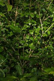 Image result for Coddia rudis