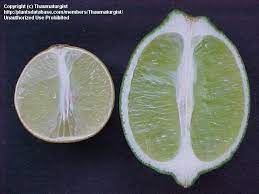 Maybe you would like to learn more about one of these? Plantfiles Pictures Citrus Hybrid Key Lime West Indian Lime Bartender S Lime Omani Lime Mexican Lime Citrus Aurantiifolia By Thaumaturgist