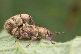 Image result for Dichaetanthera