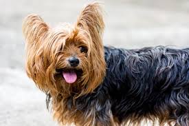 Übergewicht kann die lebensdauer des lebenserwartung yorkshire terrier durch bewegung und geistige beschäftigung erhöhen 2. Der Yorkshire Terrier Im Rasseportrait Amicando