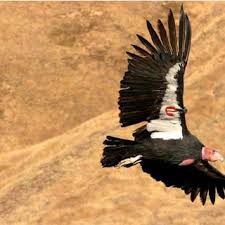 Pdf Status Of The California Condor And Efforts To Achieve Its Recovery