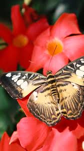 Pin On Butterfly Discover Ideas