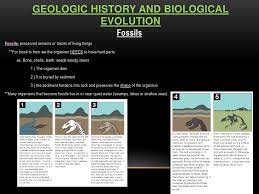Volume 1 | article 4. Geologic History And Biological Evolution Ppt Download