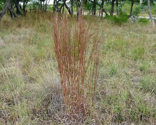 Little Bluestem Grass