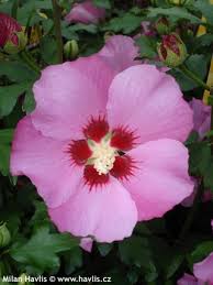 Image result for Hibiscus subreniformis