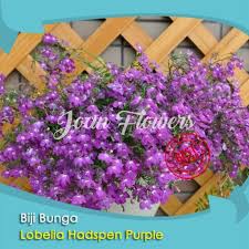 Meski dua jenis bunga tersebut memang masih satu family, tapi keduanya beda suku. Bibit Tanaman Bunga Lobelia Hadspen Purple Benih Bibit Tanaman Hias Untuk Dekorasi Rumah Shopee Indonesia