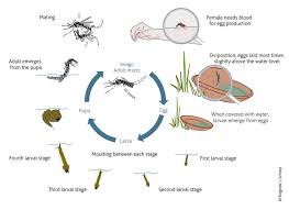 Langkah pencegahan yang boleh dilakukan oleh. à¦Ÿ à¦‡à¦Ÿ à¦° Tweetsains Rujuk Gambar Di Bawah Untuk Fahaman Secara Ringkas Tentang Kitaran Hidup Nyamuk Aedes Kredit Gambar Bioagents I Shleip Https T Co Yivhlsutms