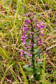 Image result for Brachycorythis ovata