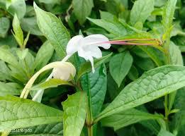 Image result for Clerodendrum incisum