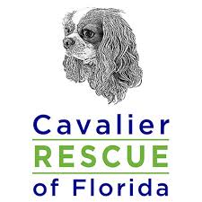 Cute and well home trained. Pets For Adoption At Cavalier Rescue Of Florida Inc In Melbourne Fl Petfinder