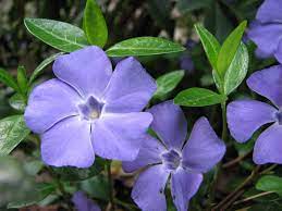 Vinca Periwinkle A To Z Flowers