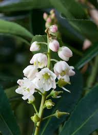 It occurs in most types of rainforests (picture 1). Anopterus Glandulosus Wikipedia
