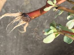When applying roundup to a mature purslane plant, patience is key. Common Purslane Weed It And Eat It Uc Weed Science Anr Blogs
