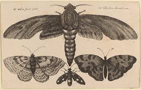 Maybe you would like to learn more about one of these? How Can You Tell The Difference Between A Butterfly And A Moth Library Of Congress