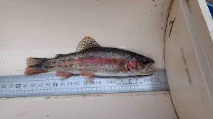 C'est une larve parasite qu'on peut trouver dans les ruches à l'état sauvage. Bonjour A Tous Federation De Peche Des Bouches Du Rhone Facebook