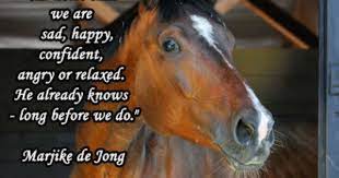 Pin On Horse Quotes Sayings