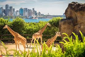 Tempat wisata menarik di australia untuk keluarga ini mempunyai luas kurang lebih 75 hektar. 20 Tempat Menarik Di Sydney Nuzha Travel Tours