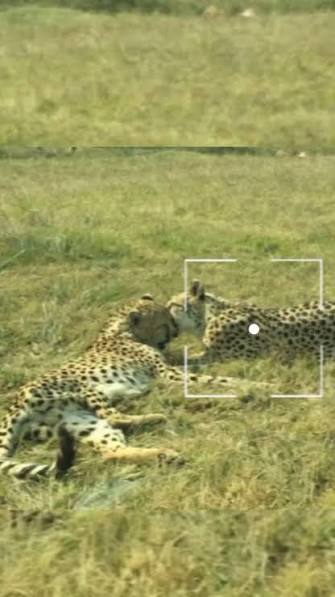 Cheetah in India! Footage of Cheetah hunting Blackbuck a long time ago in India👇🏻