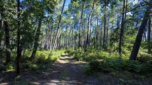 Départementales dans les landes : Foret Des Landes Tapetenwechsel In Bisca Grands Lacs