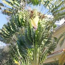 Image result for Strelitziaceae