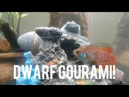 This board is dedicated to projects for or with aquarium rocks. Lava Rock Aquascape