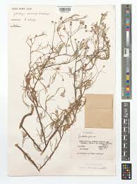 Image result for Gutenbergia polycephala