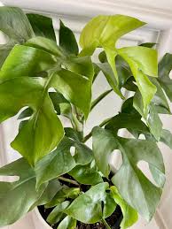 Image result for Hionanthera