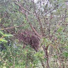 Image result for Alyxia ruscifolia