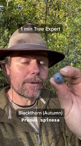 Blackthorn Tree & Sloe Gin Recipes: Autumn Foraging