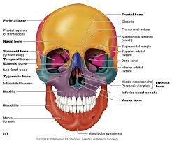 Bone marrow is sort of like a thick jelly, and its these bones are in the back of your neck, just below your brain, and they support your head and neck. Http Www Lamission Edu Lifesciences Alianat1 Chap 205 20 20the 20skeleton Pdf